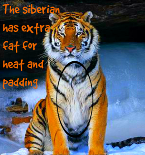 tiger adaptations siberian physical extra