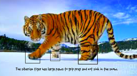 tiger siberian adaptations prey adaption adaptation grip physical helps